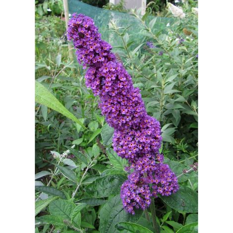 Arbre aux papillons 'Argus Velvet'® Pot de 3L/4L (1/2)