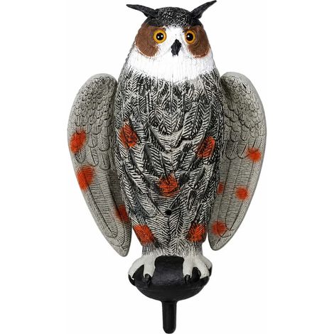 Appelant grand duc à ailes battantes (1/2)