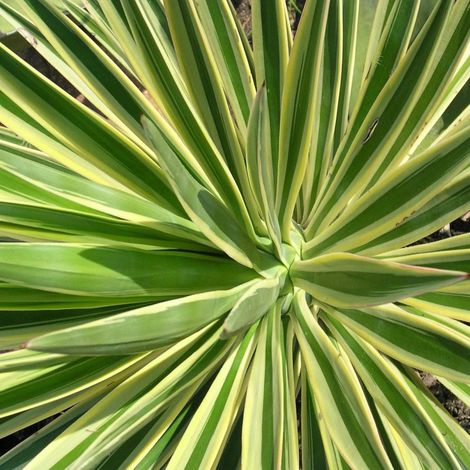 Yucca filamenteux Color Guard/Pot de 3L