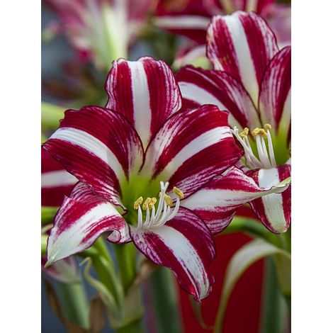 Amaryllis 'Santiago' Bulbe calibre 24/26 (1/2)
