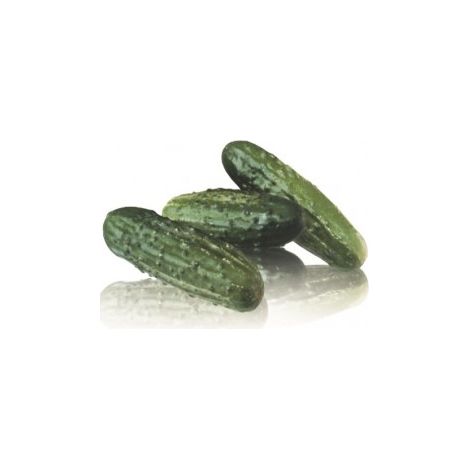 Cornichon HYB F1 Regal - 0,2g