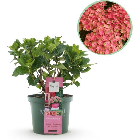 Hortensia Hydrangea Magical Green Fire Plante de Terrasse Rose et Vert Pot 23 cm Hauteur 55 cm - PANGIVO (1/5)