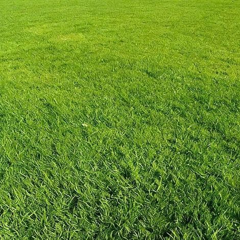 Greengrass Rasensamen, 500g, hochwertige Rasensamen, zum Begrünen und Anlegen von Rasenflächen. (1/5)