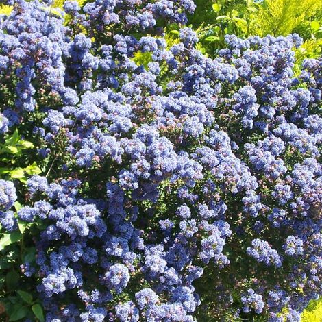 Céanothe impressus 'Victoria' – Arbuste persistant 2m – Fleurs bleues éclatantes – Exposition plein soleil – Rusticité jusqu'à -10°C (1/4)