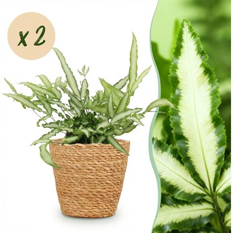 Lot de 2 Fougères Ruban Pteris cretica Albolineata Plantes d'Intérieur avec Paniers Vert 20 cm - PANGIVO (1/5)