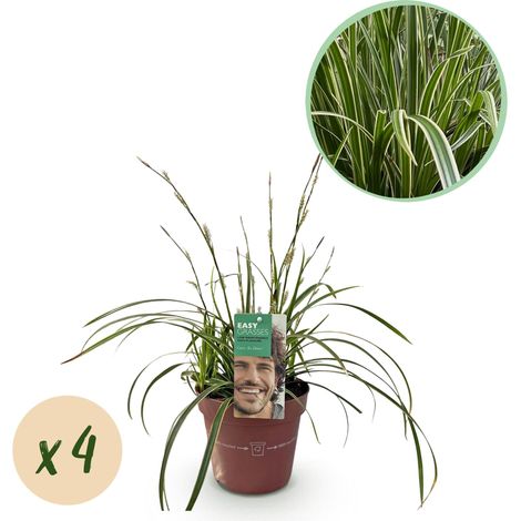 Lot de 4 Carex morrowii Ice Dance Graminées Ornementales Persistantes Blanc et Vert 50 cm - PANGIVO (1/5)