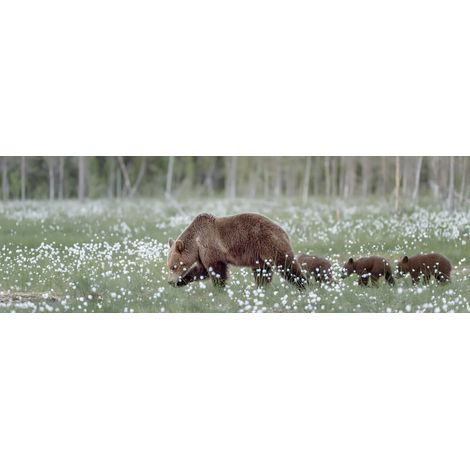 Tableau sur toile balade d'ours 30x97 cm - Impression sur Toile Murale Décorative - Image imprimée en HD sur Toile - Toile sur Châssis en Bois FSC - Fabriqué en France (1/5)
