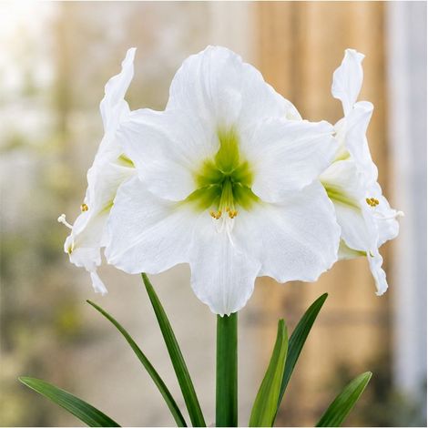 Amaryllis Hippeastrum Sgaravatti 1 bulbe blanc, grande floraison élégante idéale en pot et intérieur - 693007 (1/3)