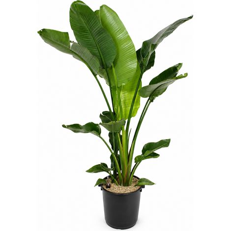 Gardenaria Strelitzia nicolai - Pianta da interno ornamentale - Altezza: 120/150 cm (vaso 28)
