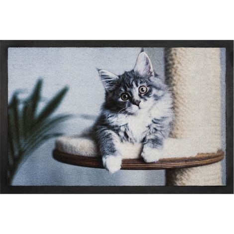 Paillasson chaton gris photo réaliste Annapurna (1/4)