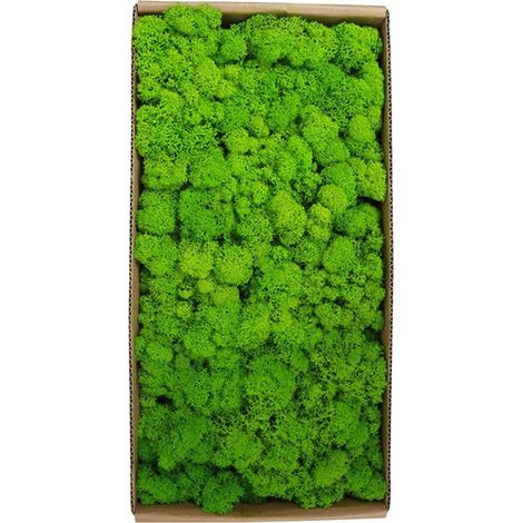 Décoration murale en mousse préservée pour jardinage, micro-paysage, accessoires décoratifs (1/5)