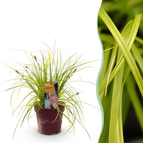 Graminée Ornementale Carex oshimensis Everillo Jaune Plante Persistante Rustique Pot 17cm 50cm - PANGIVO (1/5)