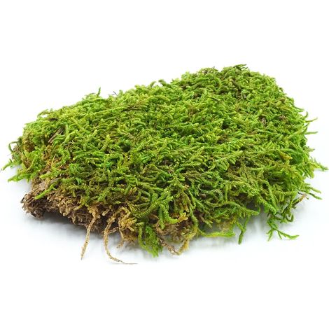 Mousse séchée pour terrariums, 500 g de mousse plate pour bioterrain (1/5)