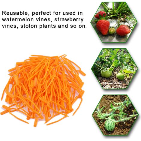 100 clips et outils de fixation pour plantes grimpantes et melons grimpants, destinés à la restauration de jardins. (1/5)
