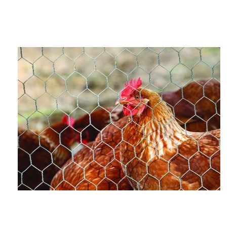 Grillage à poule 10 x 1m pour poulailler