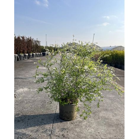 Gardenaria Spirea - Spiraea × cinerea 'Grefsheim' - Arbusto ornamentale da giardino - Altezza: 50/70 cm (vaso19) (1/5)