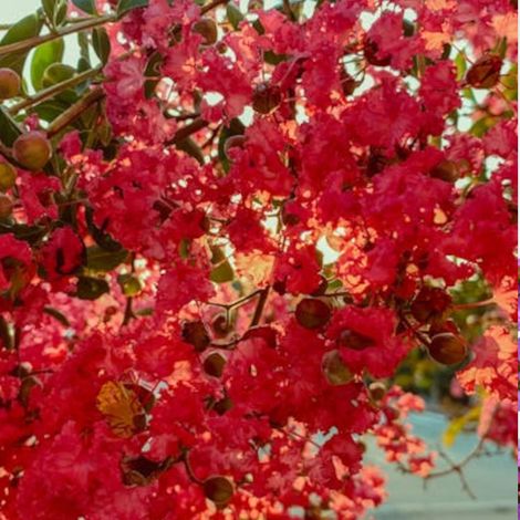 Lilas des Indes Périgord Pourpre, Lagerstroemia/Pot de 3L - Touffe