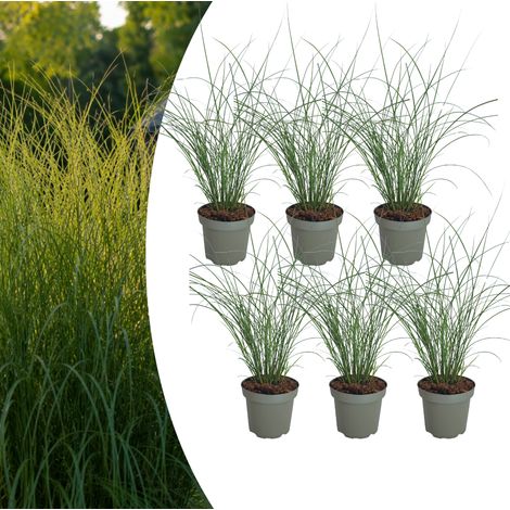 Miscanthus sinensis ‘Gracillimus’ Lot de 6 Graminées Ornementales Roseau de Chine Pot 12 cm - PANGIVO