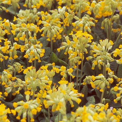 Primevère officinale (coucou) | Conditionnement: Lot de 3 godets