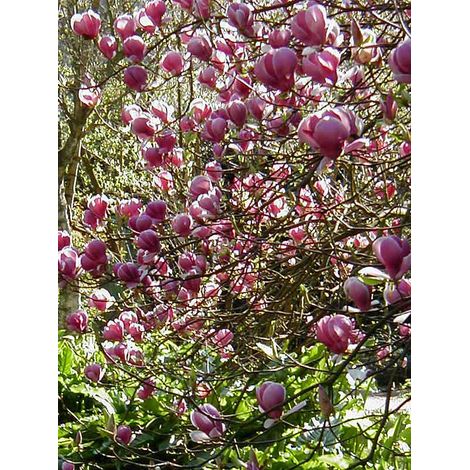 Magnolia x soulangiana 'Lennei' Pot de 4L/5L (1/3)
