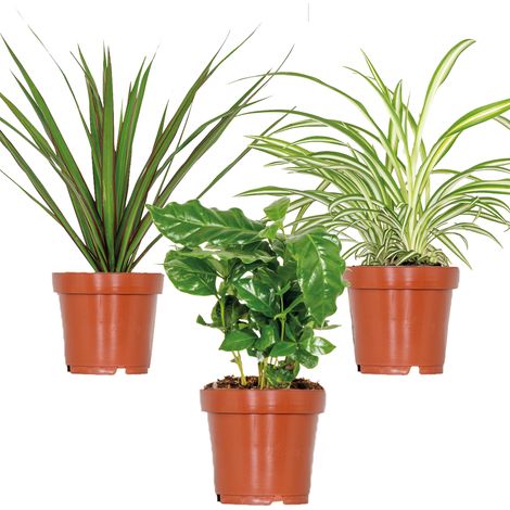 Bloomique - Lot de 3 - Mélange de plantes d’intérieur - Coffea, Dracaena, Chlorophytum - Dépolluantes - 25-35 cm