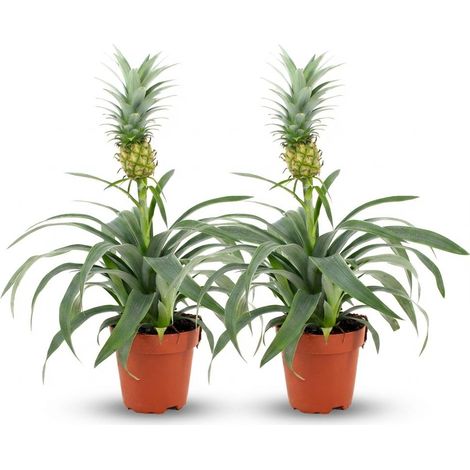 Lot de 2 Plantes Ananas Mi Amigo, Plante d'Intérieur Tropicale Exotique, Pot Ø 12 cm, 35-40 cm - PANGIVO (1/4)
