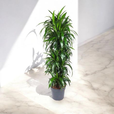 Gardenaria Dracaena fragrans 'Janet craig' - Pianta da interno ornamentale - Altezza: 70 cm (vaso 19)