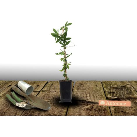 Passiflore RIVERSIDE® Damsel's Delight®/Pot de 1,5L