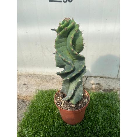 CEREUS FORBESII CV. SPIRALIS - Pianta Grassa Cactus Vaso 10,5 H30 cm Foto Reali