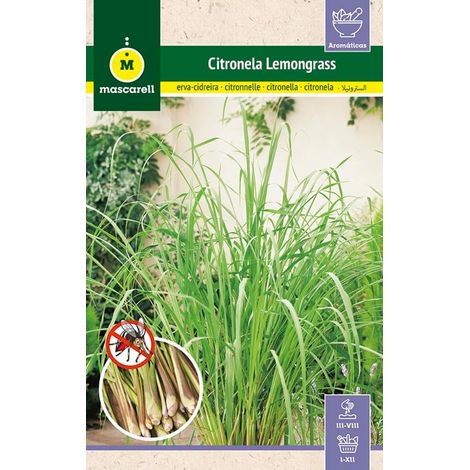 Mascarell Semillas, CITRONELLE (LEMONGRASS), Graines d'Herbes Aromatiques à Planter, Anti Moustique, Créez Votre Propre Potager à la Maison, 0,1 Grammes (1/5)