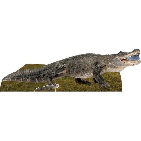 Figurine en carton Alligator eau douce 58 cm (1/4)
