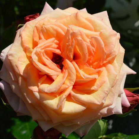 Rosier 'Amber Voluptia' ®