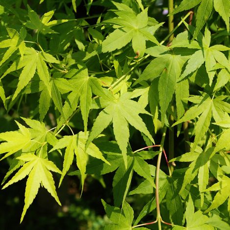 Érable du Japon Bi Hoo - Acer palmatum bi hoo 40cm (1/3)