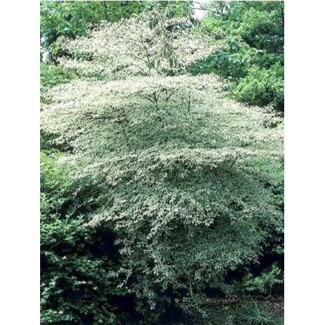 Cornus à feuilles alternes 'Argentea' Pot de 12L/15L
