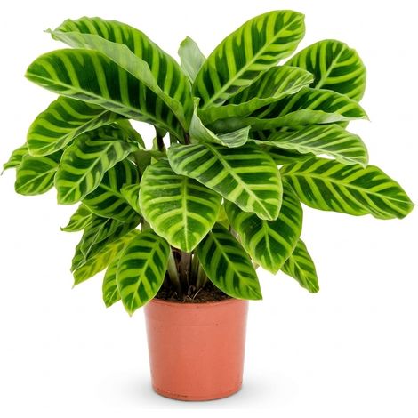 Bloomique - Calathea Zebrina - Plante paon - Plantes d'intérieur - Purificateur d'air - Convient aux animaux - Hauteur 30-50 cm - Pot de 14 cm (1/5)