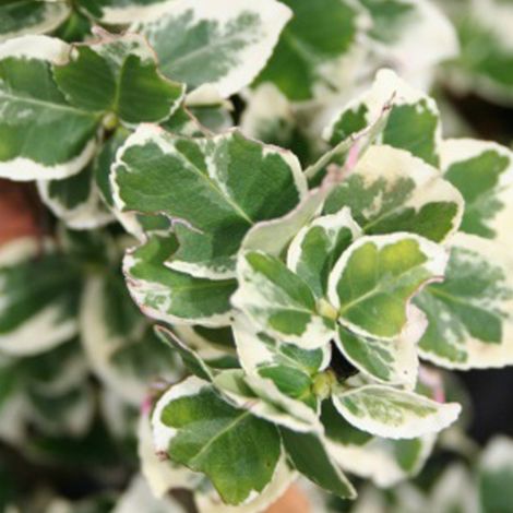Fusain persistant 'Emerald Gaiety' - 20-30 cm pot