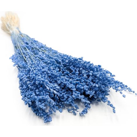 Briza Minima - Azul