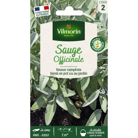 Sauge Officinale Vilmorin (1/2)