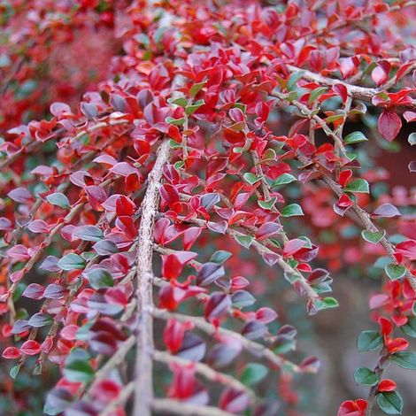 Cotonéaster rampant - Cotoneaster horizontalis  - 20-25 cm pot