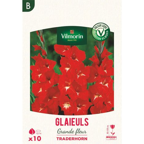 Glaïeuls Grande Fleur Traderhorn (x10) Vilmorin