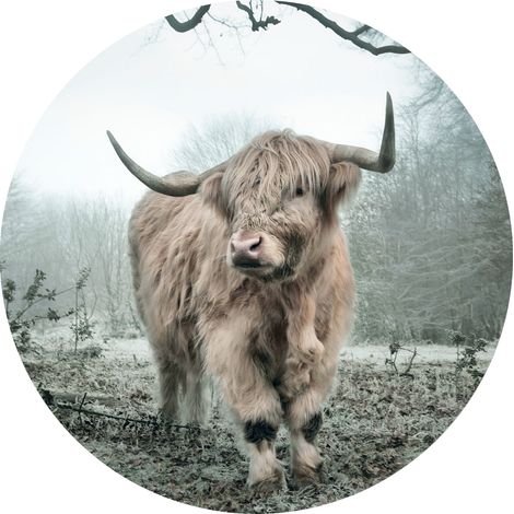 papier peint panoramique rond adhésif Vache Highland beige et vert grisé - Sanders & Sanders (1/4)