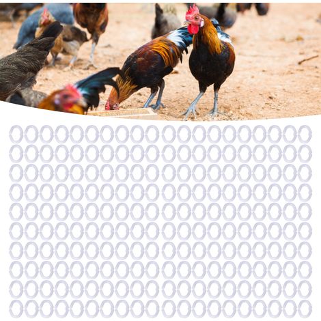 Lot de 200 pinces à bec en plastique pour poulets, anneaux nasaux pour poulets, fournitures pour animaux de ferme, pinces à bec pour poulets, fournitures pour l'élevage de volailles, grand format blan (1/5)