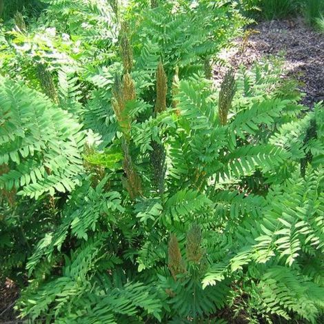 6x Osmunda Regalis - Fougère royale en pot 9x9 cm - Fougère à feuilles majestueuses (1/2)