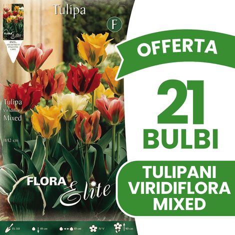 BULBI AUTUNNALI OFFERTA 21 BULBI TULIPANO VIRIDIFLORA MIX DI COLORI BULBS BULBS