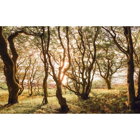 Papier peint panoramique naturel Bouleau Audacieux (1/4)