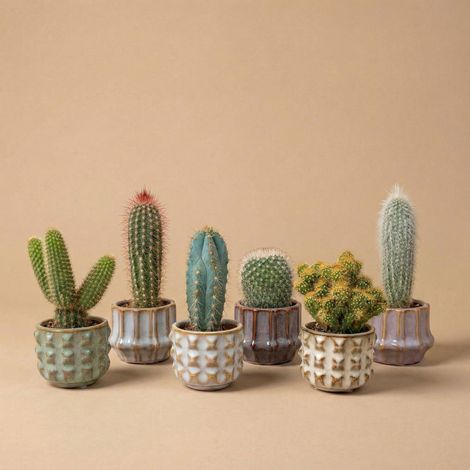 Lot de 6 Cactus et Succulentes Naturels en Mini Pots en Céramique San Juan Hauteur 8-12 cm - PANGIVO (1/5)
