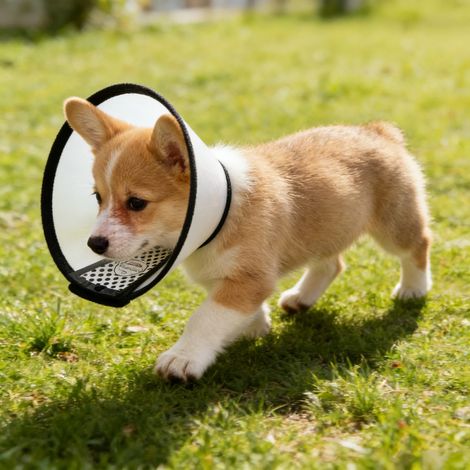 Collier élisabéthain ajustable pour chiens et chats, cône anti-morsure et anti-léchage, collier de protection confortable pour animaux de petite, moyenne et grande taille (1/5)