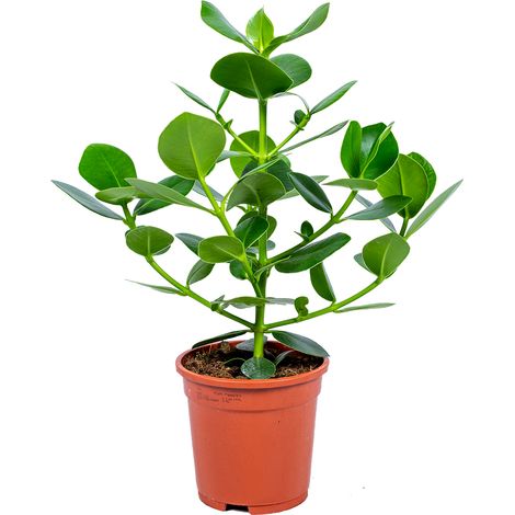 Bloomique - Clusia Rosea - Arbre cochon - Plantes d’intérieur - Dépolluante - Facile à entretenir - 50-60 cm de haut - Pot 17 cm