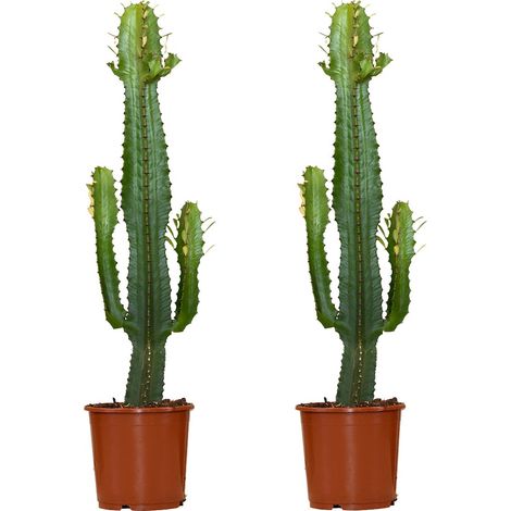 Bloomique - Lot de 2 - Euphorbia Acrurensis - Euphorbe - Cactus - Plantes d'intérieur - Facile d'entretien - Hauteur 60-70 cm - Pot 17 cm