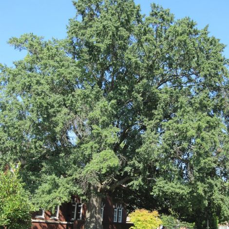 Chêne à feuilles de saule, Quercus phellos/Pot de 15L - Baliveau